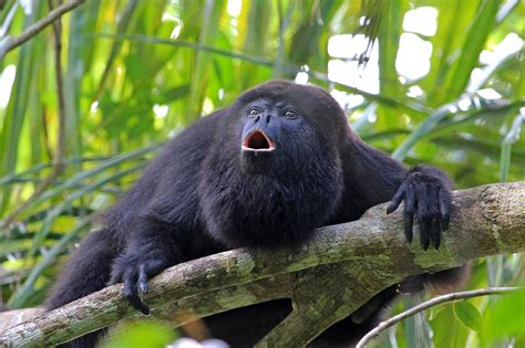 macaco bugio - macaco rhesus